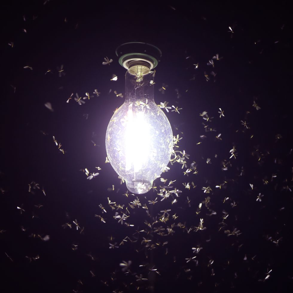 This LED Light Bulb Hack May Help Keep Bugs Away From Your Home Wuhanxinhangx...